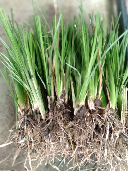 Discounted 100 slips Vetiver Grass for only 499 Pesos mabisang ...