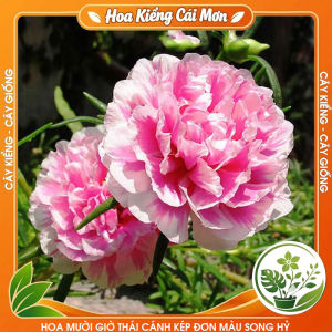 Hoa Mười Giờ Thái Cánh Kép Đơn Màu Song Hỷ - Hoa Nhiều Cánh Dễ Trồng Màu Hoa Đẹp Trang Trí Ban Công Sân Vườn