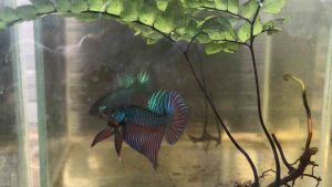 ปลากัด ใบหูกวาง สำหรับปลาดุ สุขภาพดี (แพ็ค 12 ใบ)