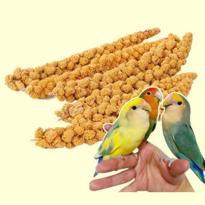 KÊ CHÙM Cho Vẹt Chim Hamster Sóc... và Dùng Tắm Bé Khi Ngứa Rôm Sẩy (30g 50g 100g)