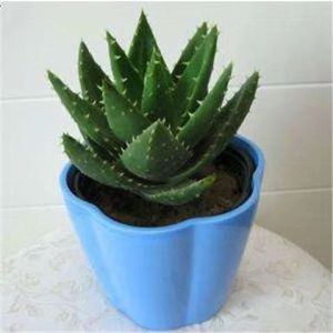 Succulent seeds succulent plant mixed seeds seasonal planting indoor tabletop potted plant 多肉种子