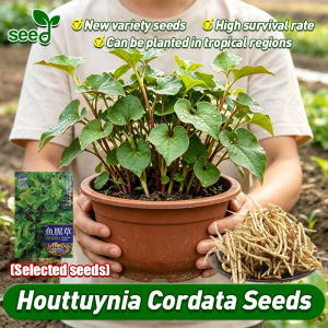 (High Germination 200pcs) High Yield Houttuynia Cordata Seeds for Planting Authentic Houttuynia Cordata Seeds for Gardening Houttuynia Cordata Potted Seedlings for Sale Organic Vegetable Seeds Herba Houttuyniae Herb Plant Seed Easy To Grow in Philippines