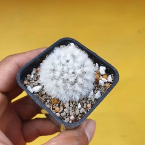 ต้นกระบองเพชร แมมขนแกะ(พันธุ์แท้)Mammillaria bocasana Poselg.#แคสตัส #cactus #Powder Puff Cactus #ขนแกะ