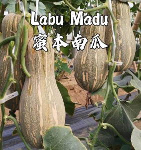 Benih Biji Labu Madu(15 Seeds)/蜜本南瓜种子/Honey Pumpkin Seeds