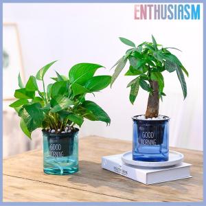【Enthusiasm】🌟🌟【Hot Sale】🎈 Transparent Flower Pot Self-Watering Plant Flower Pot Home Garden Decoration