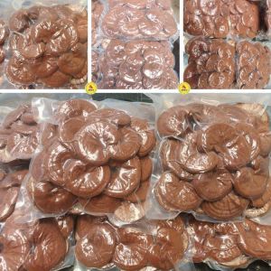 1 KG NẤM LINH CHI ĐỎ KHÔ Hữu Cơ Nhà Trồng