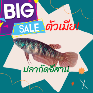 ปลากัดแท้ปลากัดแบบแพคคู่ ปลากัดสายกัดดุ ปลากัดป่าสายกัด