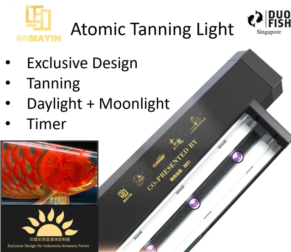 AROWANA MAGICAL TANNING LIGHT 本体　カセ金龍用 🔥Mayin Authorized seller🔥Mayin Super Atomic Tanning Light 13000k