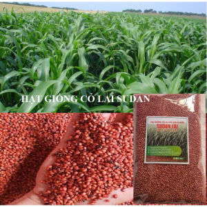 Hạt giống cỏ chăn nuôi Sudan Super BMR 500gCỏ Họ Ngô nãy mầm đềutrồng quanh năm