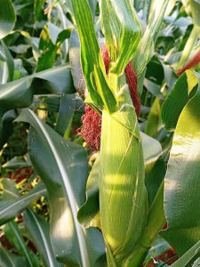 แกรมม่าทู ปุ๋ยน้ำ 1000 ซีซี ปุ๋ยน้ำ โตไว ใบเขียว แตกยอดใหม่ ข้าวรวงใหญ่ ระแง้ถี่ ทุเรียนผลใหญ่