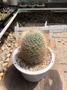 แคคตัสแมมมิลลาเรียลูกแมว หนามเหลืองทอง (Mammillaria Guelzowiana) แคคตัสคุณภาพพรีเมี่ยม ไซส์แม่พันธุ์ ลูกดกตลอดปี อายุ 1-3 ปีขนาด 4-12 cm กระถาง 3-5"