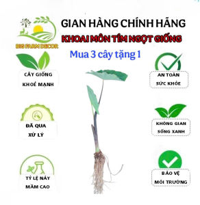 1 cây khoai môn tím ngọt giống