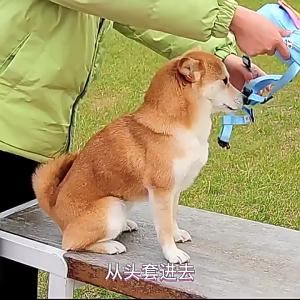 Ba lô thú cưng mới ba lô hoạt hình cho chó mèo nhỏ ba lô du lịch ngoài trời cho chó đồ dùng thú cưng bán sỉ.