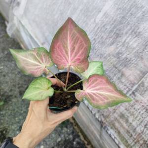 คุณหญิง บอนสี ( เจ้าสาวไม่ป้าย ) Caladium