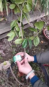 pvc grafting film manufacturer   Small roll of self-adhesive stretch film for wrapping and protecting seedlings and fruit trees