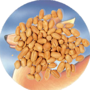 500G SHANDONG PEANUTS / KACANG SHANDONG TANPA KULIT / 去壳山东豆