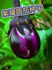 มะเขือยาวสีม่วง ขนาดใหญ่พิเศษ มะเขือยาวหัวใจเนื้อ ผักในฟาร์ม ปลูกในกระถาง ผลผลิตสูง สำหรับฤดูใบไม้ผลิ ฤดูใบไม้ร่วง และสี่ฤดูกาล