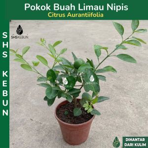 Pokok Limau Nipis Seedless Pokok Buah Buahan Hybrid Lime Tree Pokok Hidup SHS Kebun