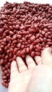 500gram Benih Kacang Tanah Hibrida Kulit Merah Super/benih kacang tanah super