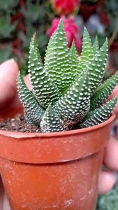 Haworthia Reinhardt succulent plants