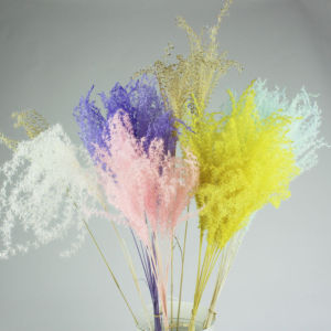 10 TANGKAI Preserved Flower / Stypha Feather/ Bunga Kering A013