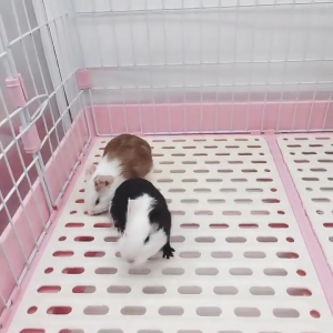 Võng cho chuột hamster nhà động vật nhỏ giường ấm NƠI ẨN NÁU XÍCH ĐU đồ chơi cho gấu vàng chinchilla sóc trẻ