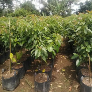 Bibit Tanaman Alpukat Aligator Super Unggulan Bibit Buah Berkualitas Tinggi Pengiriman Cepat Cod Bibit Unggulan Untuk Kebun - Lazada