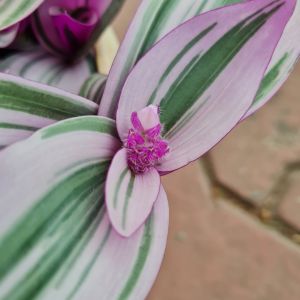 Cây thài lài Thái hồng treo lá màu trắng hồng và tím sen với sọc bạc trên bề mặt trên màu tím đậm ở mặt dưới rất đẹp| Minh Hân Garden