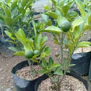BERBUAH...Bibit Tanaman Jeruk Limau / Limo / Jeruk Sambal Kondisi sudah Berbuah