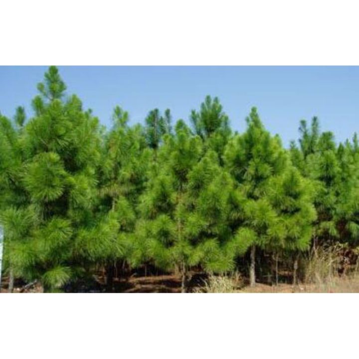 pine seed 松树种子 油松 白皮松 雪松 华山松 黑松 罗汉松 湿地松种籽Pine Seeds Chinese Pine White ...