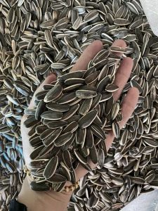 Hạt Hướng dương sấy Thành Công loại đặc biệt hạt to tròn mẩy hàng mới túi 1kg -500gr