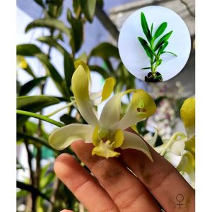 Cây giống lan Dendro Banana lai (3-5 cm)