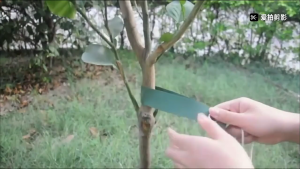 4Pcs Thick Nylon Windproof Tree Belt Stereotyped Nylon Fixed Strap Garden Support Tree Belt Staking Strap