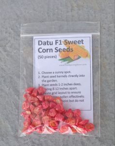Datu F1 Hybrid Sweet Corn Seeds (10/20/50 pcs) re-packed from East West Seed