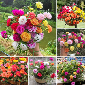 100PCS/PACK Mixed Portulaca Seeds - High Germination Rate - Moss Rose Flower Seeds for Gardening