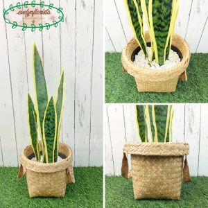 Tanaman Hias Daun Lidah Mertua Latex Variasi Warna Pot Dasar Hitam Cover Anyaman Purun Handle Dekorasi Caffe