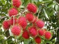Bibit Tanaman Rambutan Rapiah Siap Berbuah. 