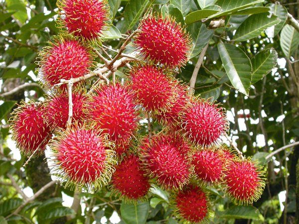 Bibit Tanaman Rambutan Rapiah Siap Berbuah