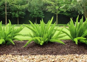 foxtail fern live plant