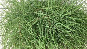 ต้นสนแคระ สนแคระ สนออสเตรเลีย สนกระถาง ต้นสนประดับ สนเตี้ย