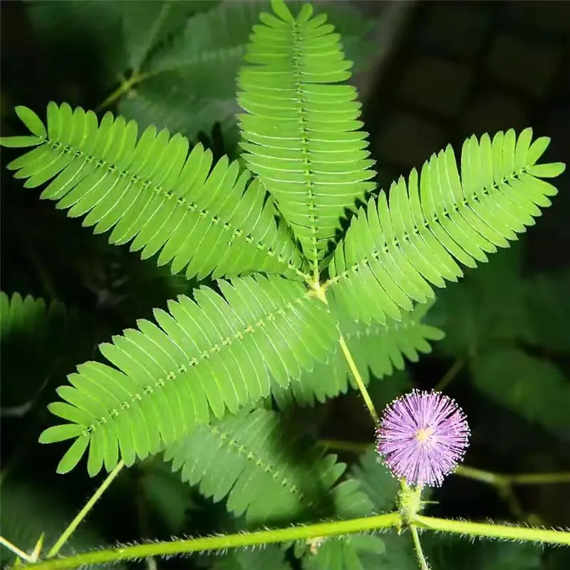 Mimosa Pudica Seeds - High Germination 8 Seeds Flower Seeds for Planting  Buto Ng Bulaklak Flowering Plants