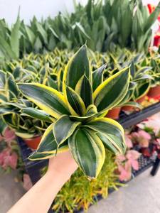 Sansevieria Golden Hahnii Special (Darker Green) Birds Nest Snake Plant Indoor Snake Plant with Pot
