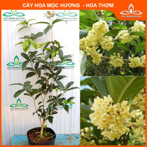 [HCM]Cây mộc hương ta  (ảnh thật 567) hoa thơm cây trồng mang tài lộc vượng khí cho nhà bạn