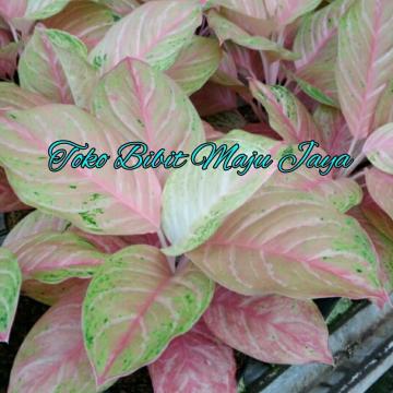 air purifying plant green philodendron scandons Philodendron Scandens main image 1
