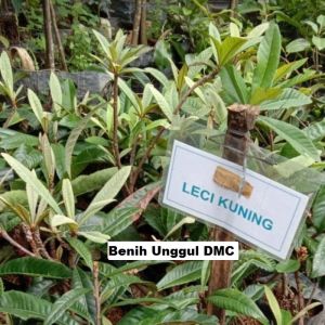 Bibit Leci kuning sudah berbunga leci biwa super sudah berbunga