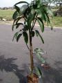 Pokok Mangga Gajah Merah hybrid. 