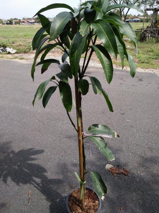 Pokok%20Mangga%20Gajah%20Merah%20hybrid%20-%20Image%204