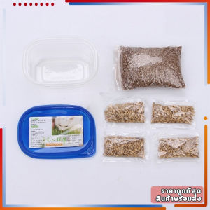 ข้าวสาลีแมว หญ้าแมว ชุดปลูกข้าวสาลี ต้นกล้าข้าวสาลี ข้าวสาลีแแมวมว อาหาร