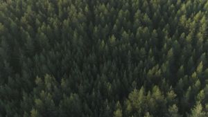 HAISHINE Clutch Assembly for Honda GX31 GX35 GX 31 35 4-Stroke Engine Motor Strimmer for Mitsubishi TB50 22000-ZM5-003