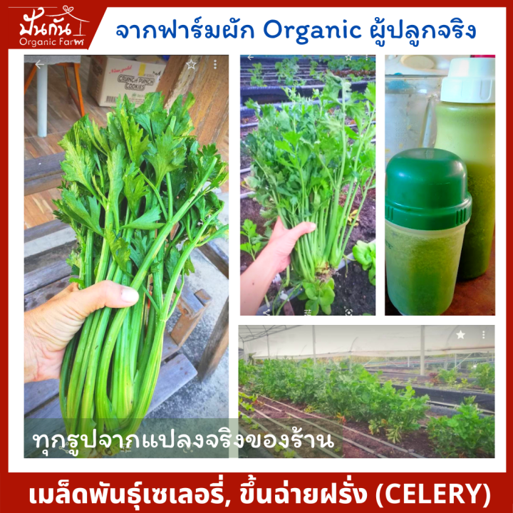 เมล็ดพันธุ์ Celery เซเลอรี่ ขึ้นฉ่ายฝรั่ง ออร์แกนิก จากปันกันออร์แกนิคฟาร์ม